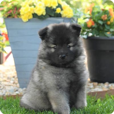 Photo of Keeshond