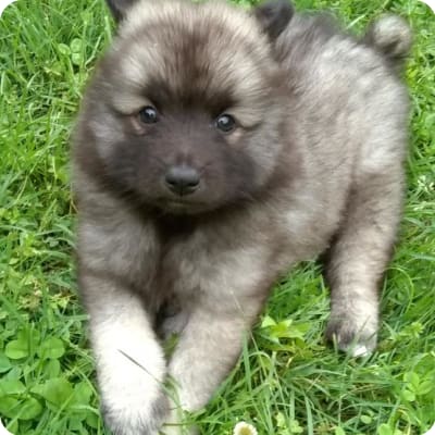 Photo of Keeshond