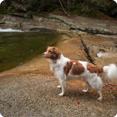 Photo of Kooikerhondje