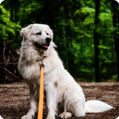 Photo of Kuvasz