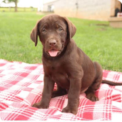 Photo of Labrador Retriever