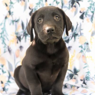 Photo of Labrador Retriever