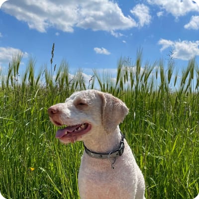 Photo of Lagotto Romagnolo