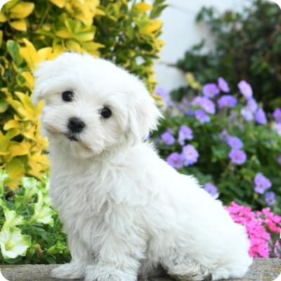 Photo of Maltese