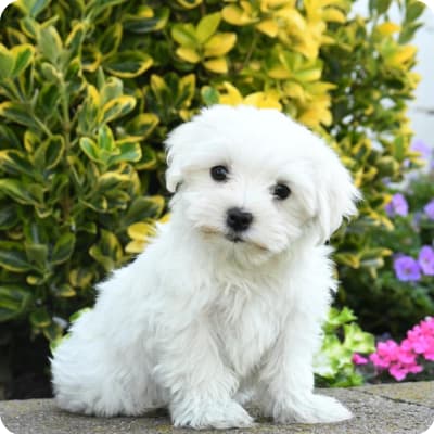 Photo of Maltese