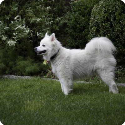 Photo of American Eskimo