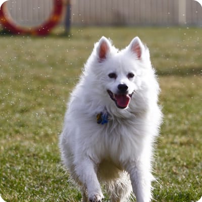 Photo of American Eskimo