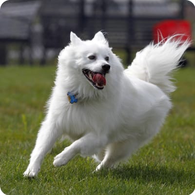 Photo of American Eskimo