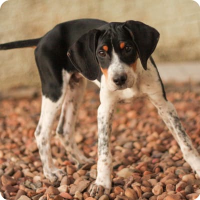 Photo of American Foxhound