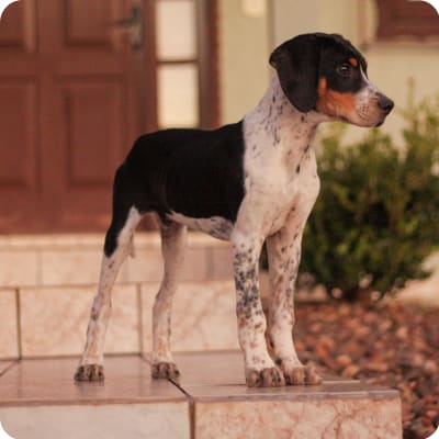 Photo of American Foxhound