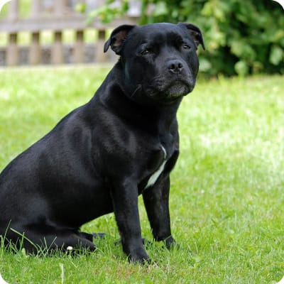 Photo of Staffordshire Bull Terrier