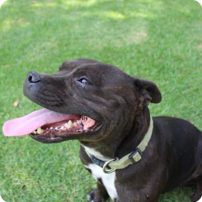 Photo of Staffordshire Bull Terrier