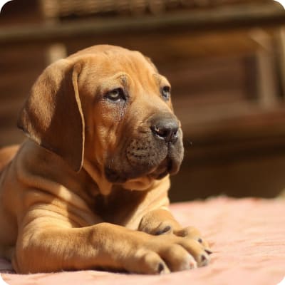 Photo of South African Boerboels