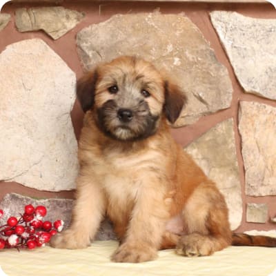 Photo of Soft Coated Wheaten Terrier