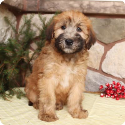 Photo of Soft Coated Wheaten Terrier