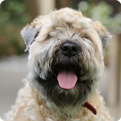 Photo of Soft Coated Wheaten Terrier