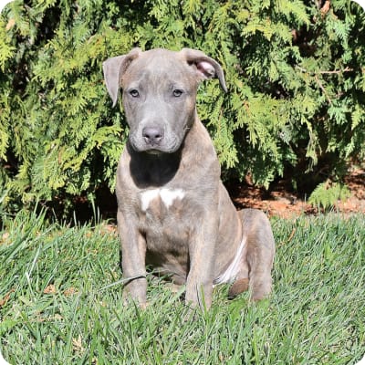 Photo of American Pit Bull Terrier