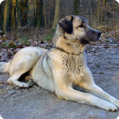 Photo of Anatolian Shepherd