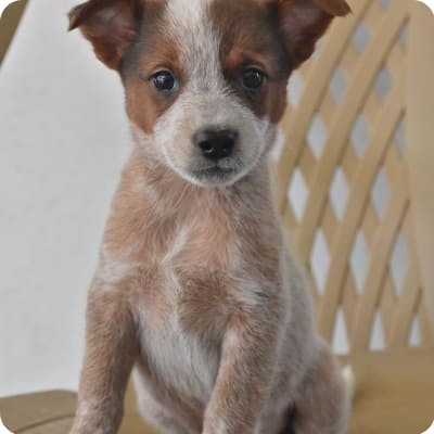 Photo of Australian Cattle Dog