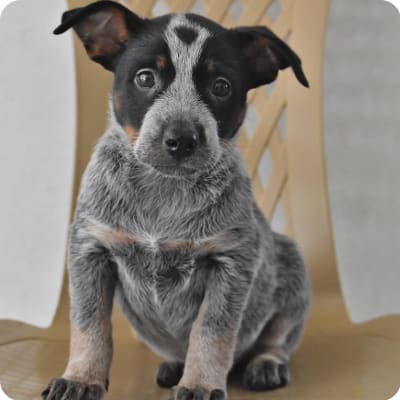 Photo of Australian Cattle Dog