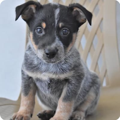 Photo of Australian Cattle Dog