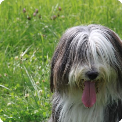 Photo of Bearded Collie