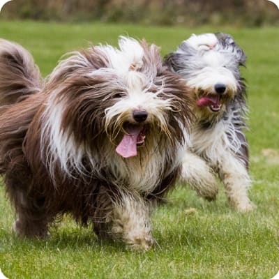 Photo of Bearded Collie