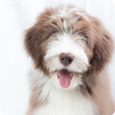 Photo of Bearded Collie