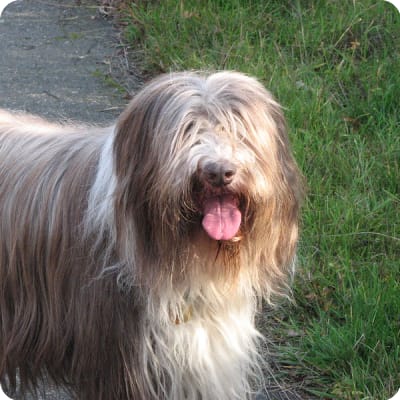 Photo of Bearded Collie