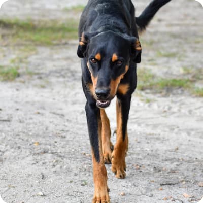 Photo of Beauceron