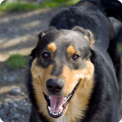 Photo of Beauceron