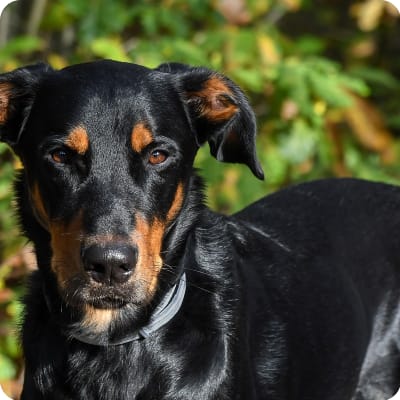 Photo of Beauceron