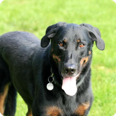 Photo of Beauceron