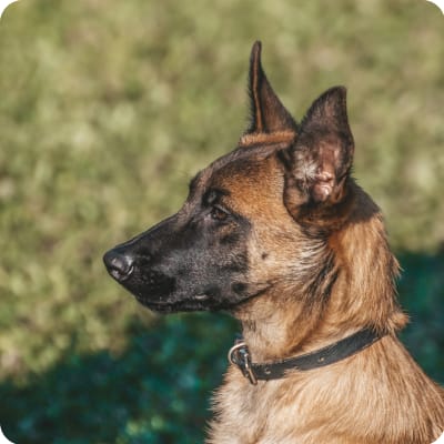 Photo of Belgian Malinois