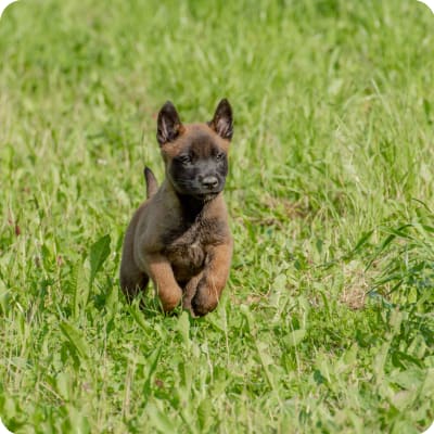 Photo of Belgian Malinois