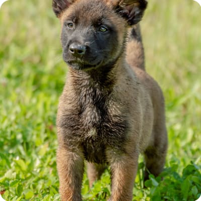 Photo of Belgian Malinois