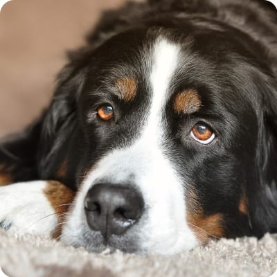 Photo of Bernese Mountain Dog