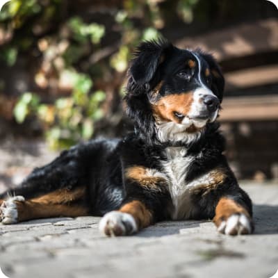 Photo of Bernese Mountain Dog