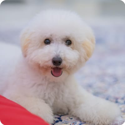 Photo of Bichon Frise