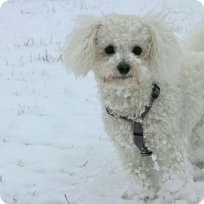 Photo of Bichon Frise