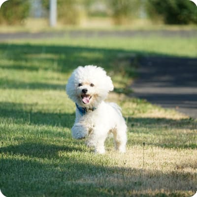 Photo of Bichon Frise