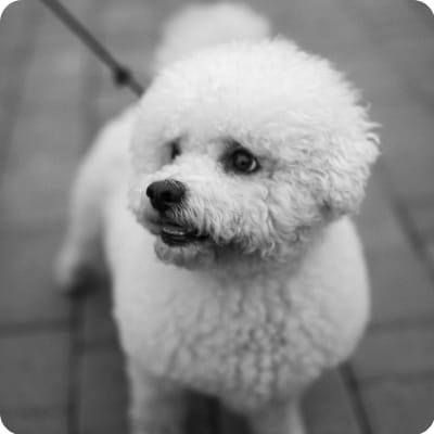 Photo of Bichon Frise