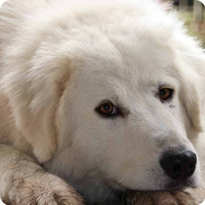 Photo of Maremma Sheepdog