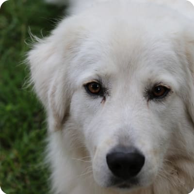 Photo of Maremma Sheepdog