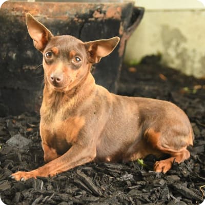 Photo of Miniature Pinscher