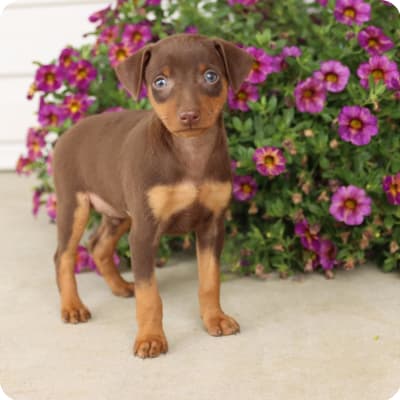 Photo of Miniature Pinscher