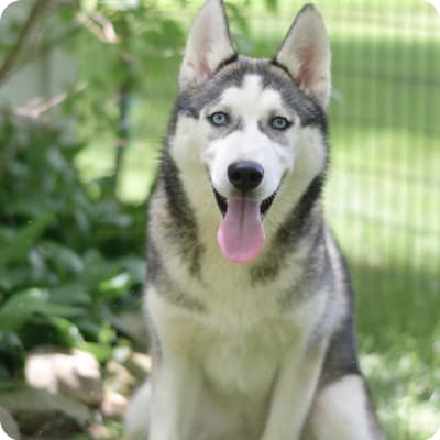 Photo of Siberian Husky