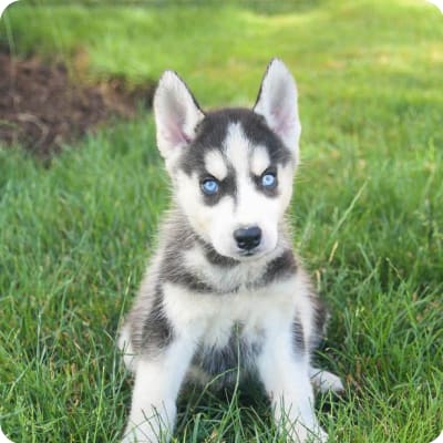 Photo of Siberian Husky