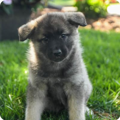 Photo of Norwegian Elkhound