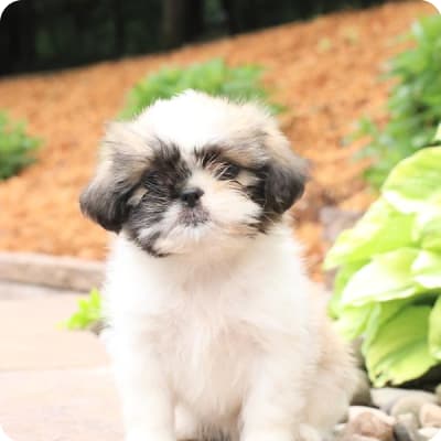 Photo of Shih Tzu